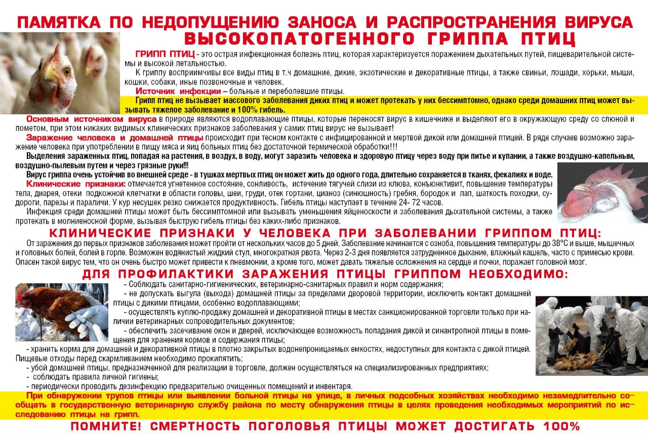 Внимание!!! ГРИПП ПТИЦ!!!.