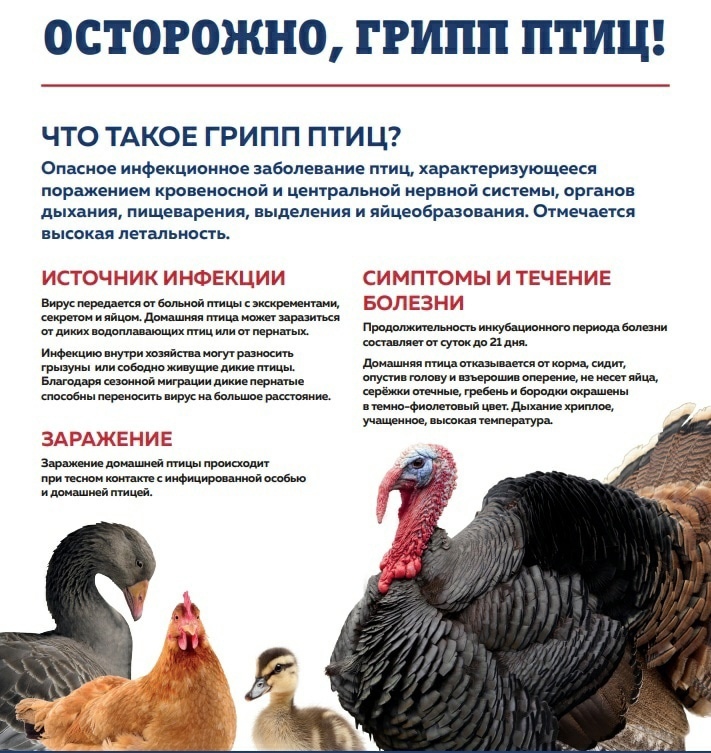 Птичий грипп - инфекционное- вирусное заболевание птиц, некоторые штаммы возбудителя которого являются патогенные для человека.